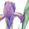 Dutch Irises