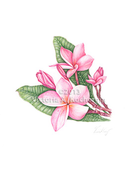Pink Plumeria