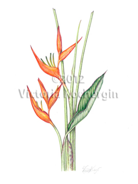 Tropic Fleur Heliconia